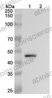 Research Grade Semzuvolimab