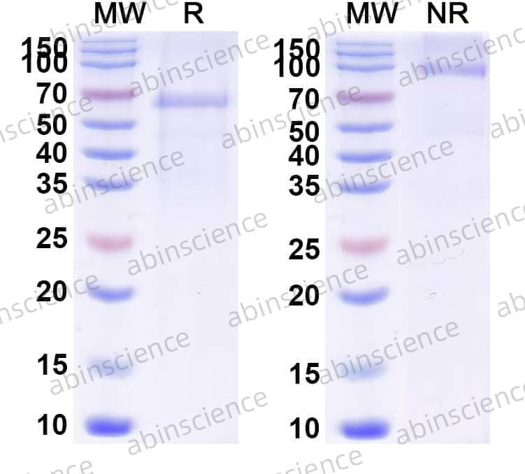 Research Grade Brenetafusp