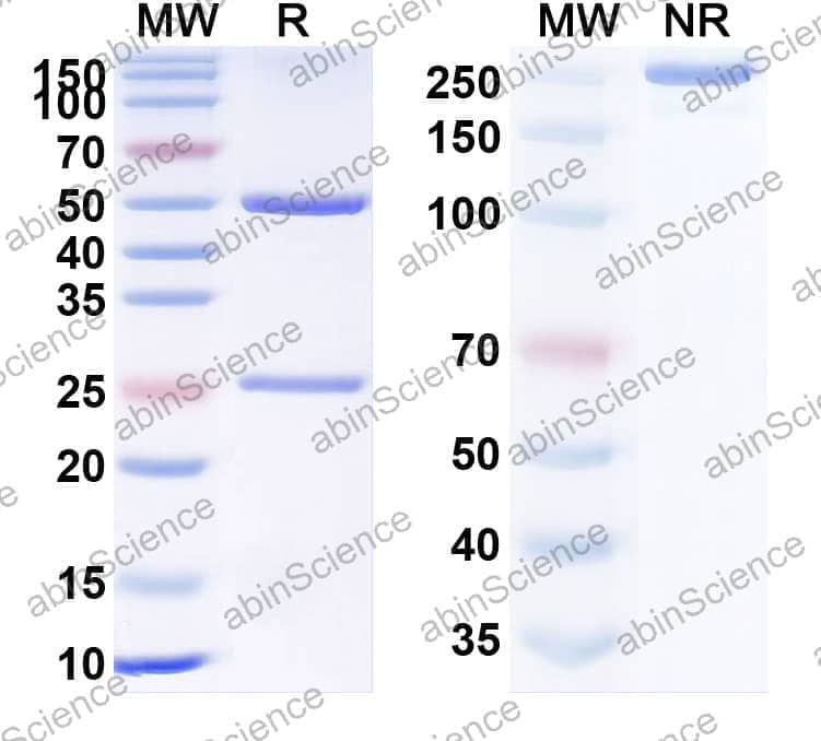 Research Grade Anti-Human CD357/TNFRSF18/GITR (AMG 228)