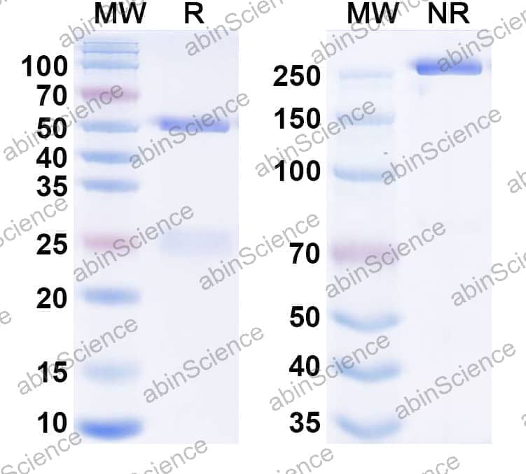 Research Grade Anti-Human FCGRT/FCRN & TAG-72/STn Antibody (MDX-220)