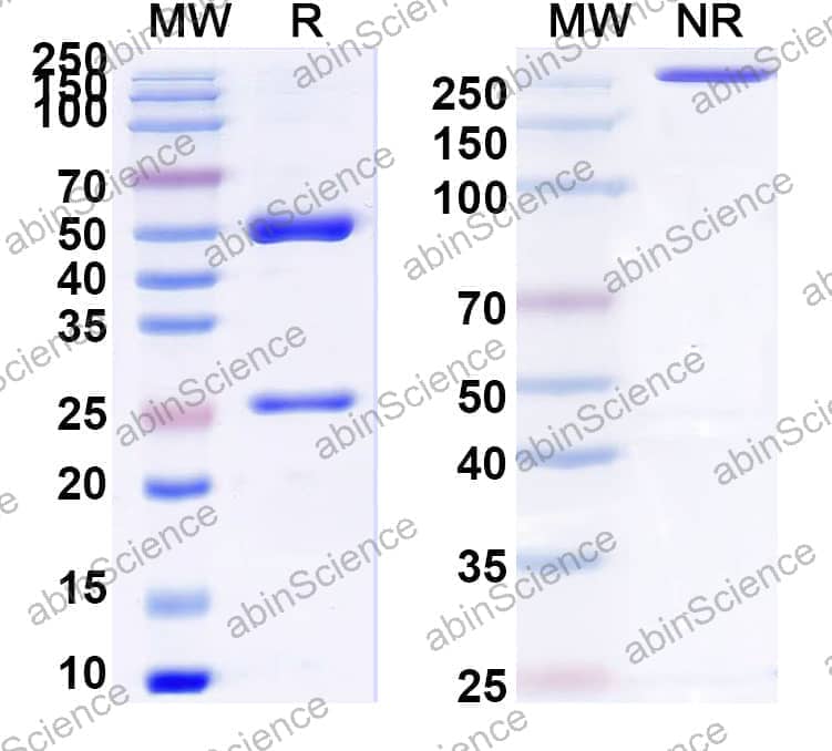 Anti-Ampicillin Antibody (SAA0782)