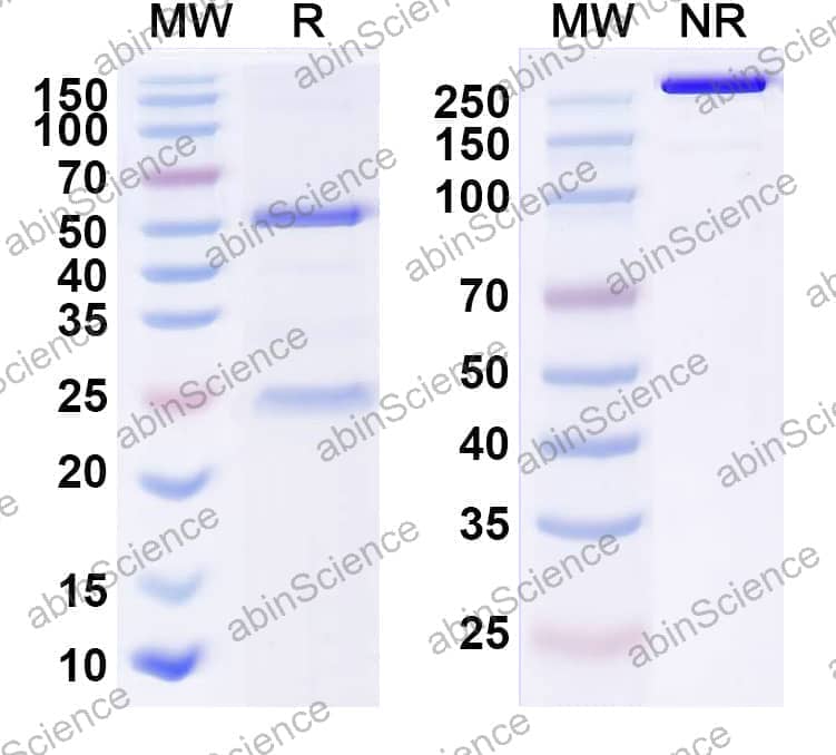 Research Grade Anti-Human GPRC5D (MCARH 109)