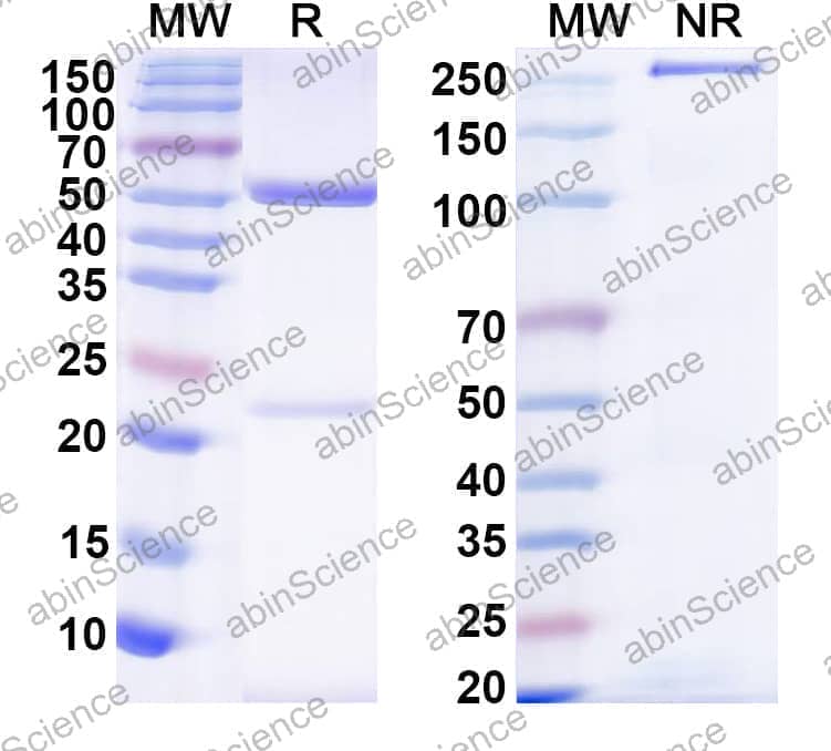 IgG Format Isotype Control for Bispecific Reference Antibody