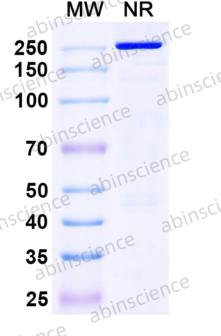 IgG Format Isotype Control for Bispecific Reference Antibody