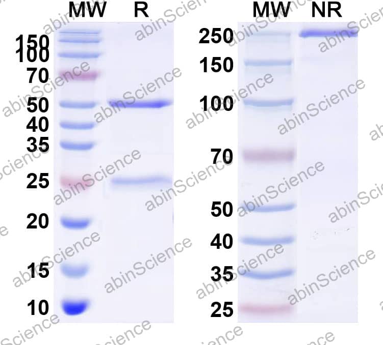 Anti-sLea/CA19-9 Antibody (5B1)