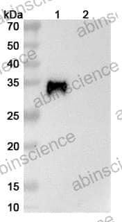 Research Grade Verekitug
