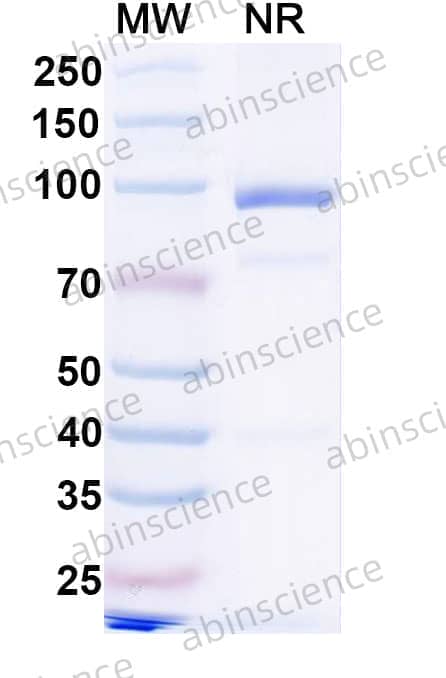 Anti-Human VSIG4/CRIg Antibody (SAA0774)