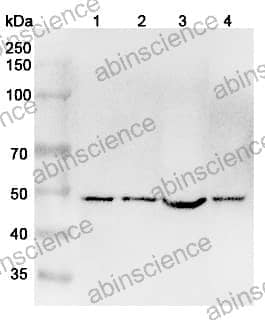 Anti-Human FZR1 Polyclonal Antibody