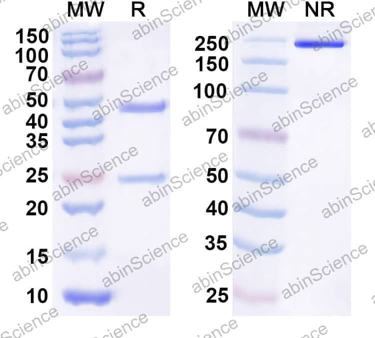 Anti-Human HHLA2 Recombinant Antibody (2D3)