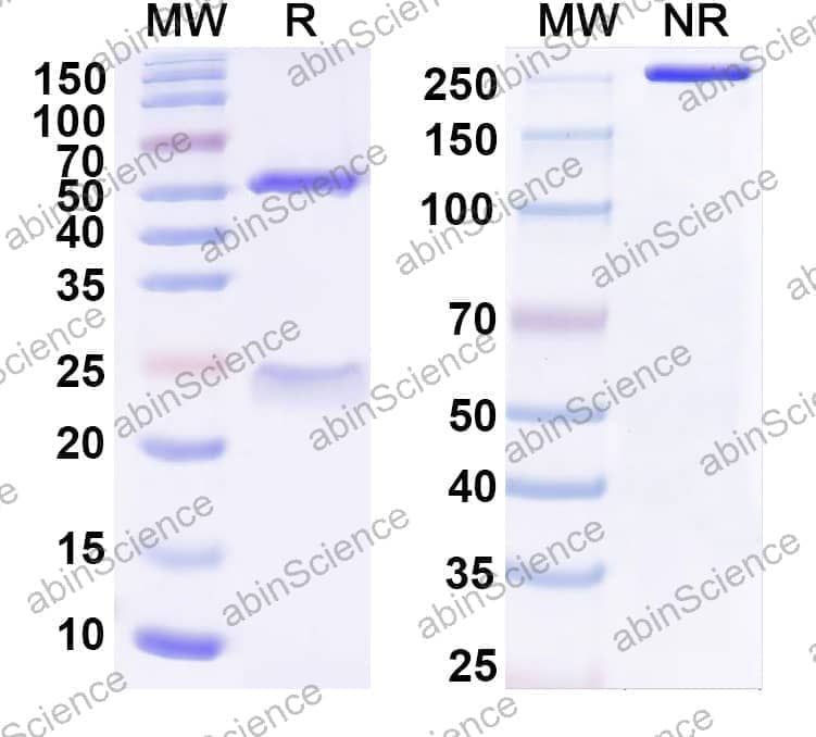 Anti-Human HHLA2 Recombinant Antibody (18C3)