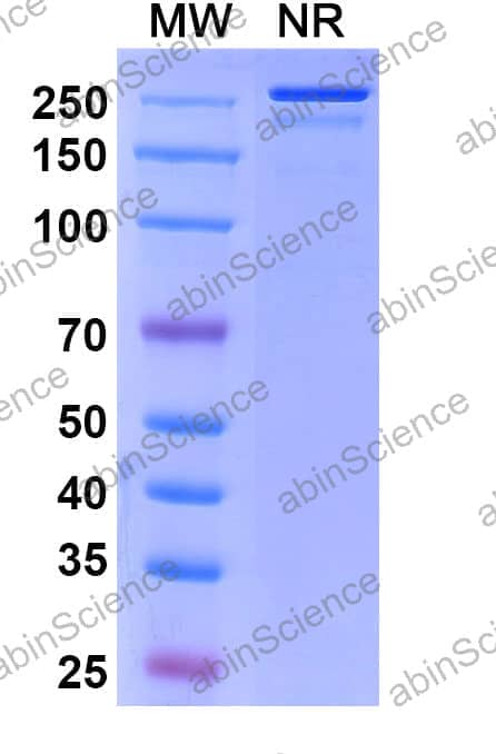 Research Grade Sirtratumab