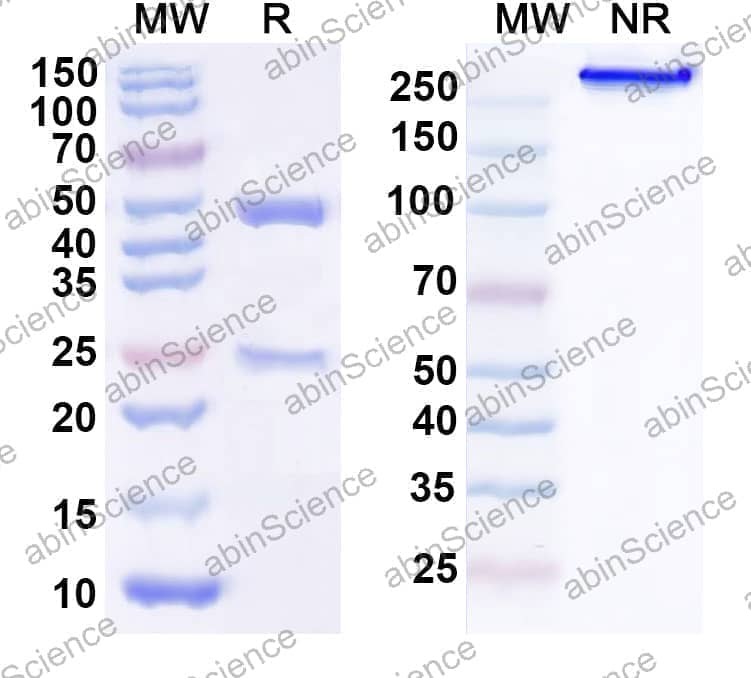Anti-Human TMEFF1 Recombinant Antibody (30C10)