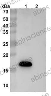 Research Grade Sabirnetug