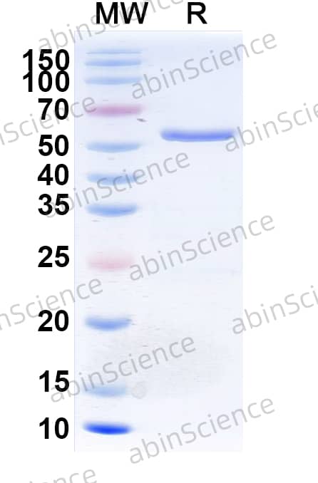 InVivoMAb Anti-Human EDB & CD3E Bispecific Antibody (Iv0268)