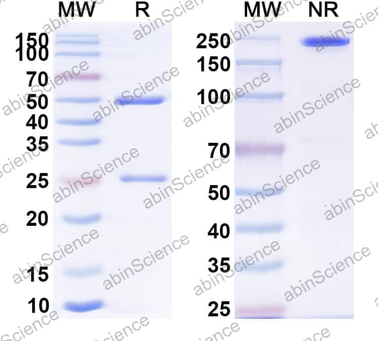Research Grade Anti-Human CD226/DNAM-1 Antibody (COMPASS01)