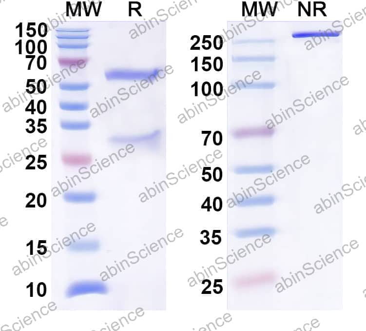 Anti-Human CA9 Antibody (SAA0475)