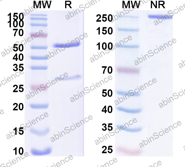 Anti-Human MLANA Monoclonal Antibody (1A671)