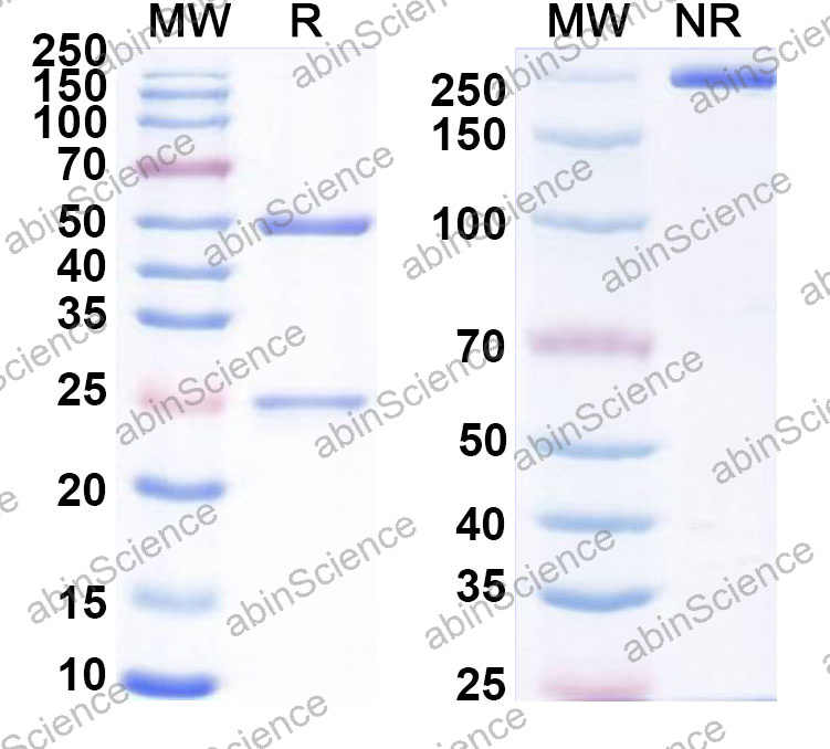 Anti-Human MLANA Monoclonal Antibody (1A673)