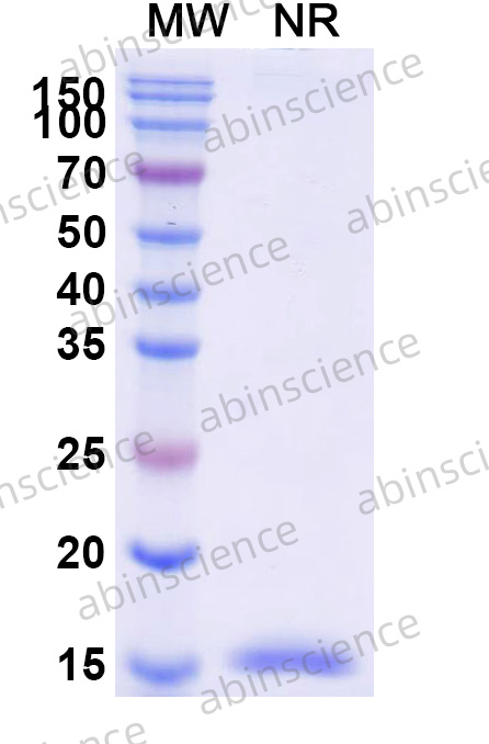 Anti-Human CD279/PDCD1/PD1 Nanobody (SAA1280)