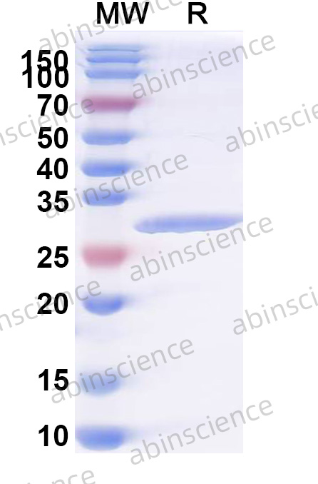 Anti-Human CD279/PDCD1/PD1 Antibody (SAA2546)