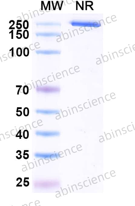 Research Grade Budigalimab