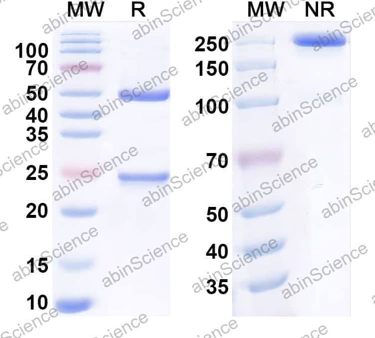 Research Grade Spartalizumab