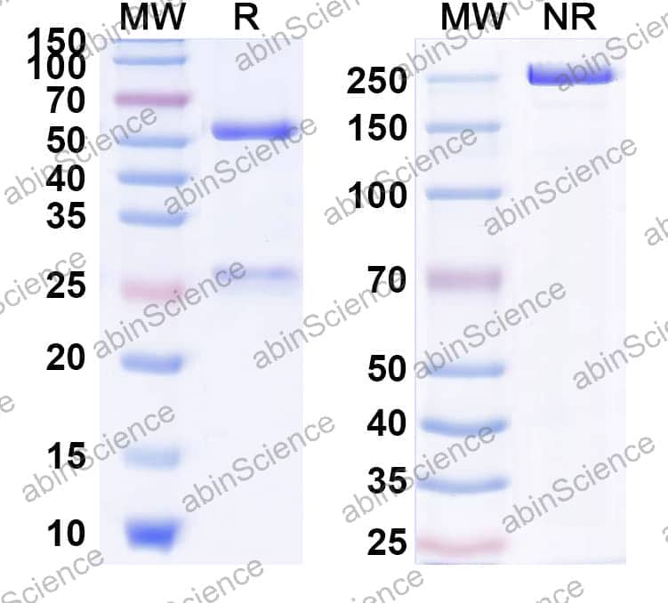 Research Grade Pidilizumab