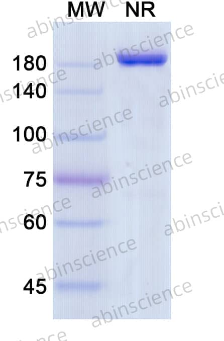 Research Grade Sasanlimab