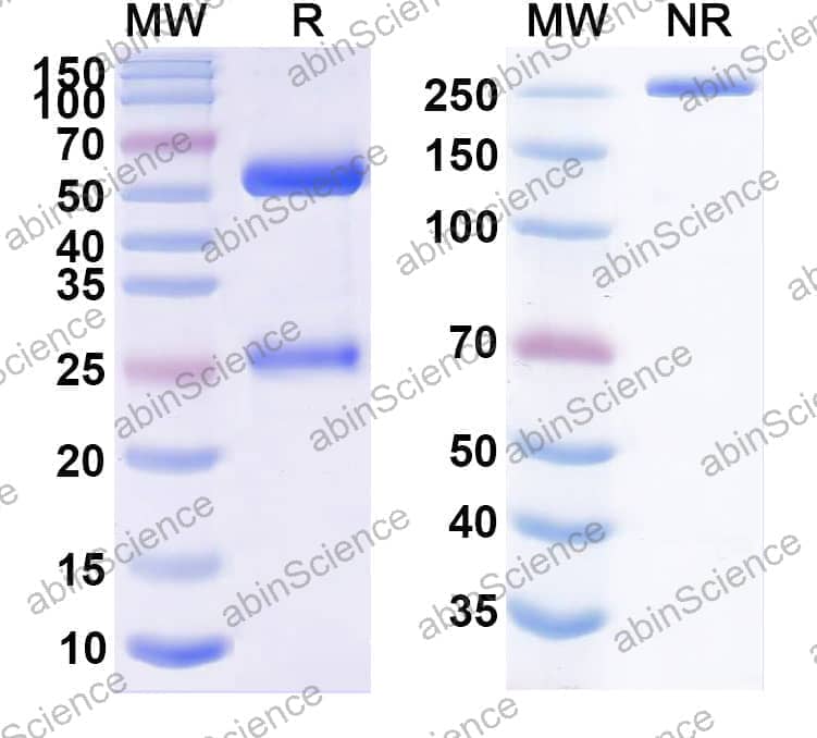 Research Grade Ezabenlimab