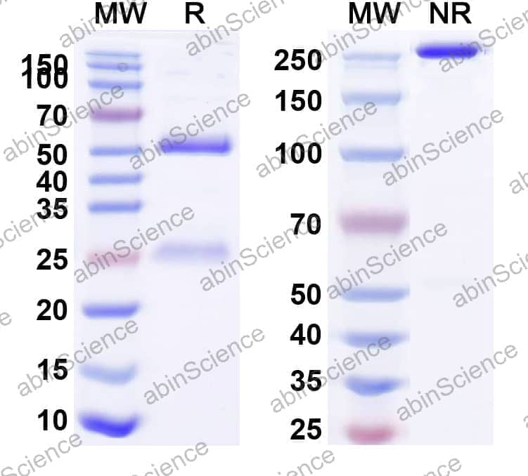 Anti-Human CD279/PDCD1/PD1 Antibody (SAA0094)