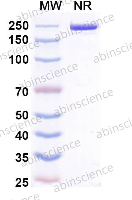 Research Grade Zeluvalimab