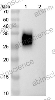 Research Grade Zeluvalimab