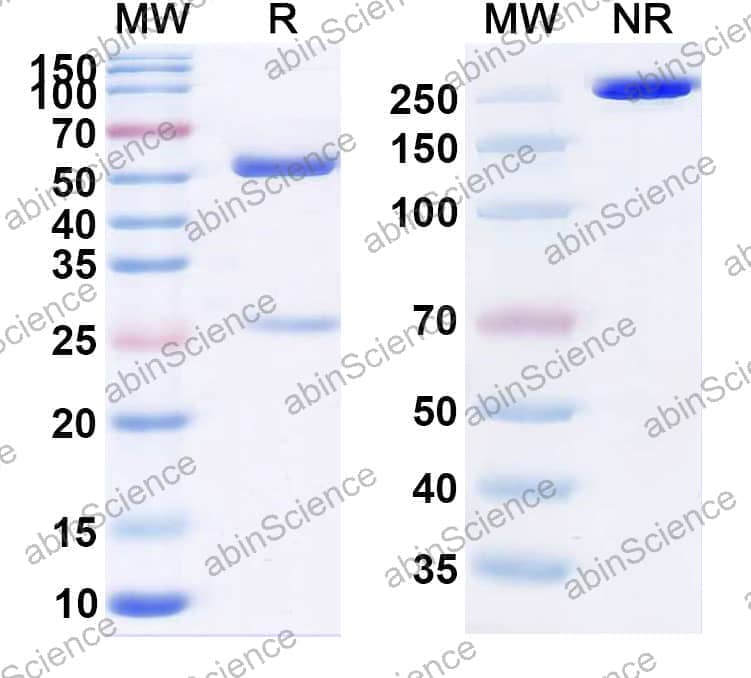 Research Grade Pucotenlimab