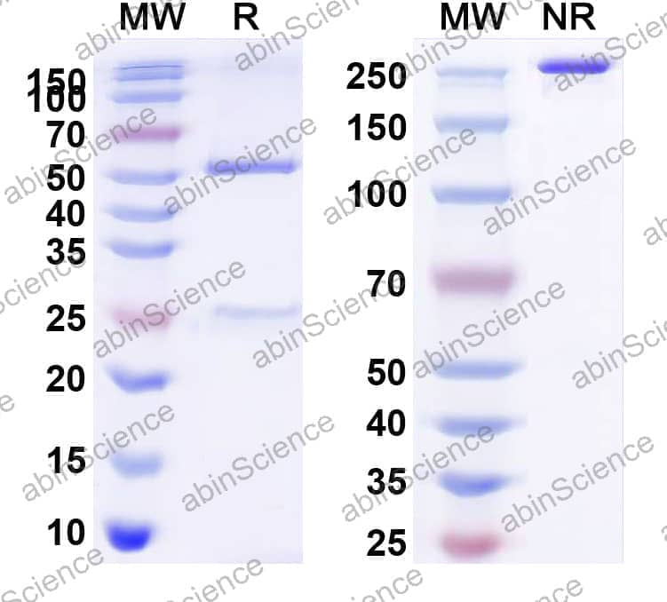 Anti-Human CD279/PDCD1/PD1 Antibody (ANB-011)