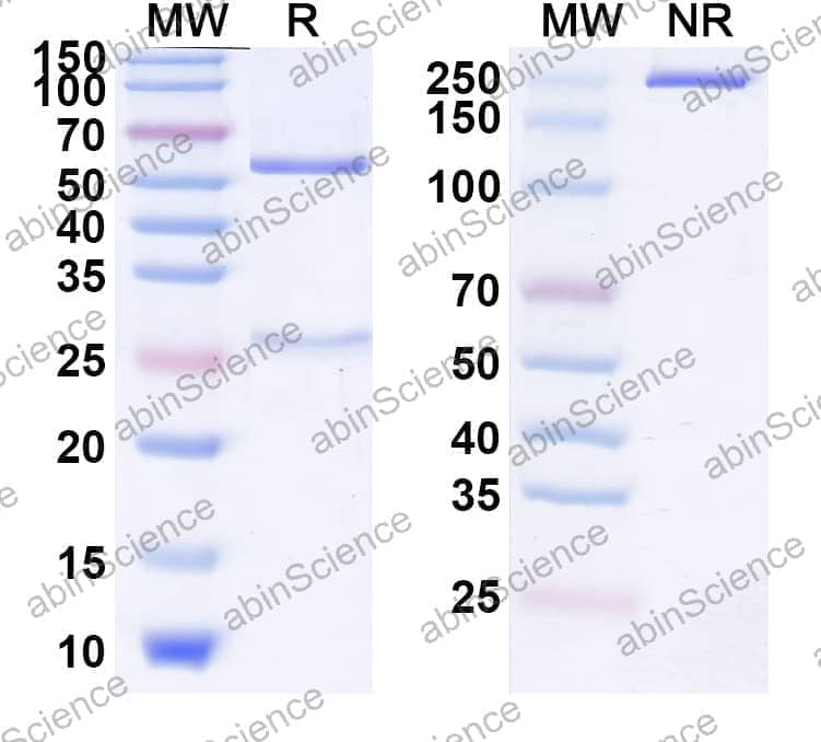 Anti-Human PD-1 Reference Antibody (Lipustobart, RUO)