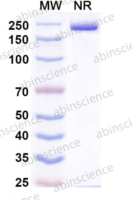 Anti-Human PD-1 Reference Antibody (Pradusinstobart, RUO)