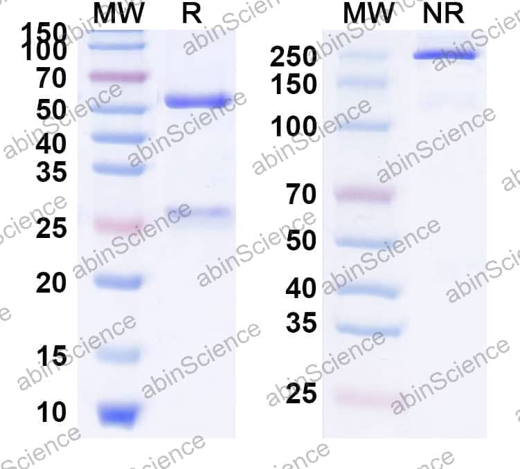 Anti-Human PD-1 & IL2 Reference Antibody (IBI363, RUO)