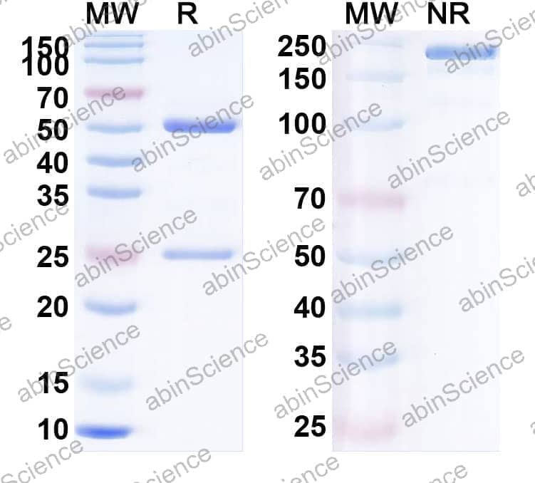 Research Grade Anti-Human CD279/PDCD1/PD1 (AMP-514)