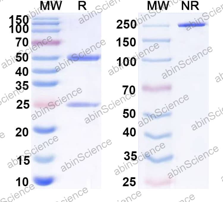 Research Grade Anti-Human CD279/PDCD1/PD1 (CC-90006)