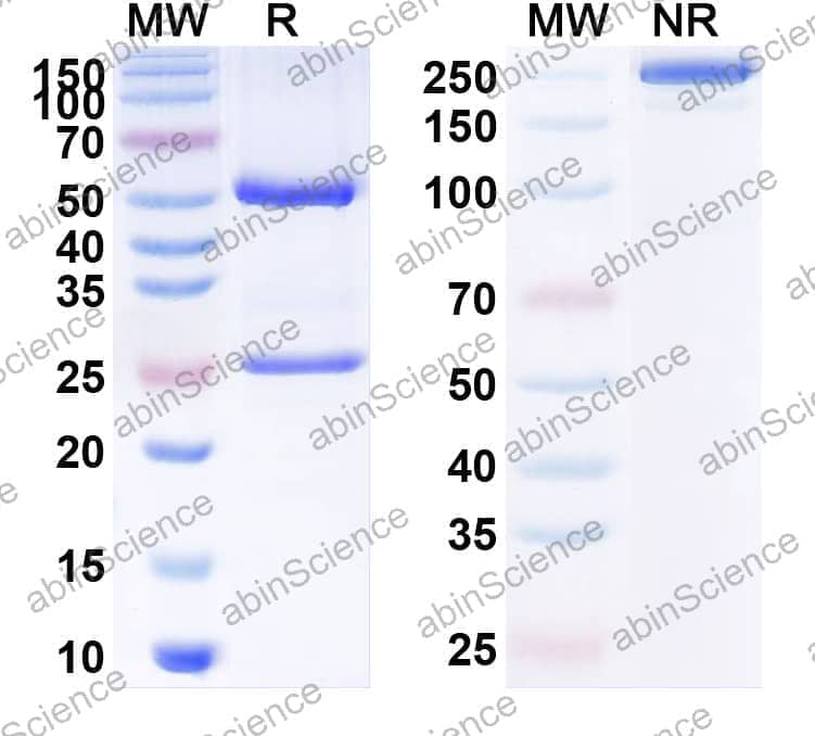 Anti-Human PD-1 Reference Antibody (BAT 1308, RUO)