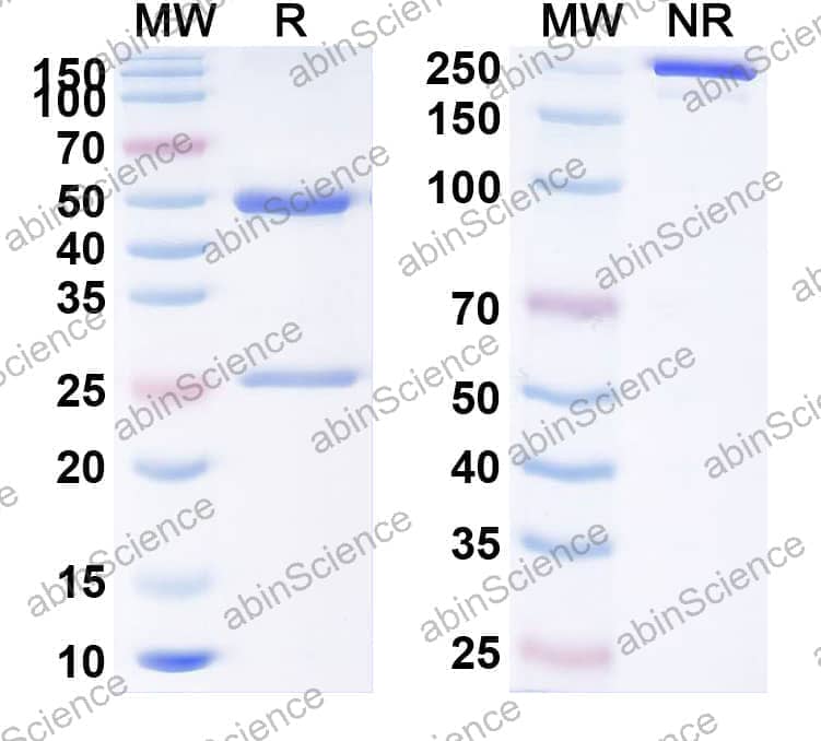 Anti-Human PD-1 Reference Antibody (SG001, RUO)