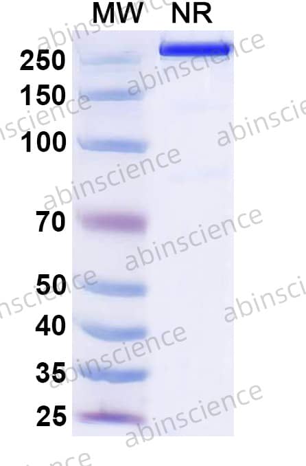 Research Grade Anti-Human MICA/B (7C6)