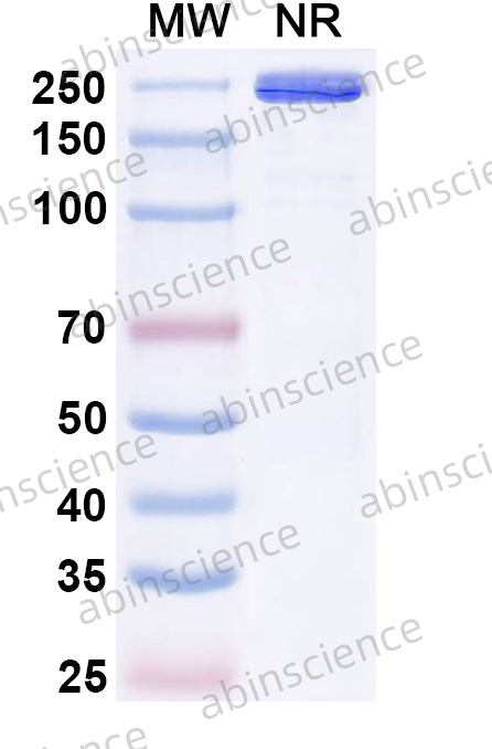 Research Grade Anti-Human CD203c/ENPP3 & CD3 (XmAb819)
