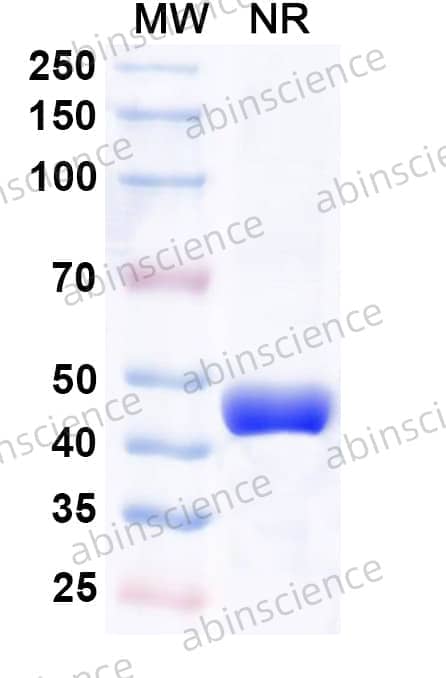Anti-VEGF/ANG-2 Nanobody (BI 836880)