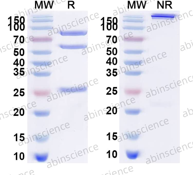 Research Grade Trebananib