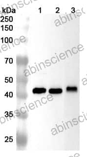 Anti-CALU Polyclonal Antibody