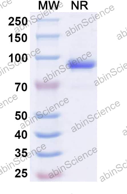 Anti-Human CD262/TNFRSF10B/TRAIL-R2/DR5 Antibody (SAA2021)