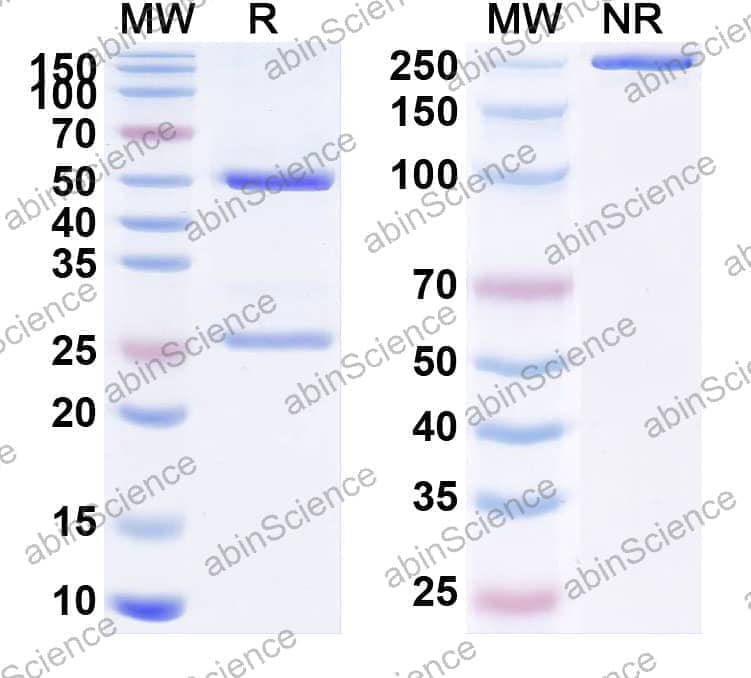 Research Grade Anti-Human PSCA (GEM 3 PSCA)