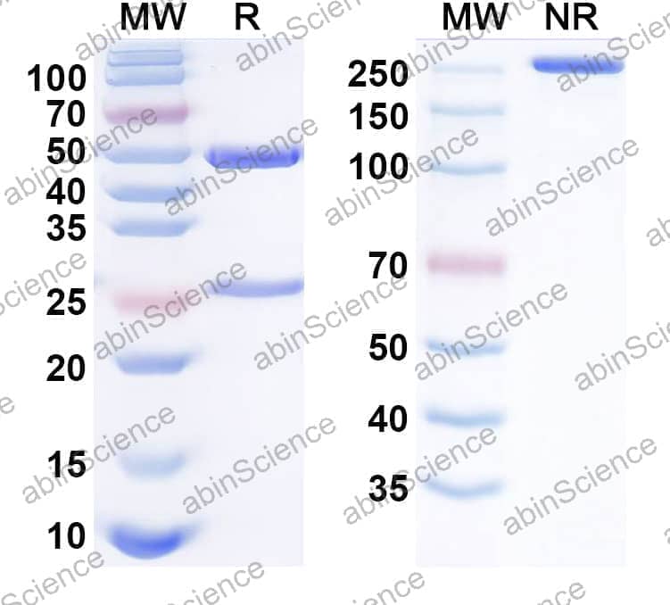 Research Grade Anti-Human TIM-3 & PD-L1 Antibody (LY3415244)
