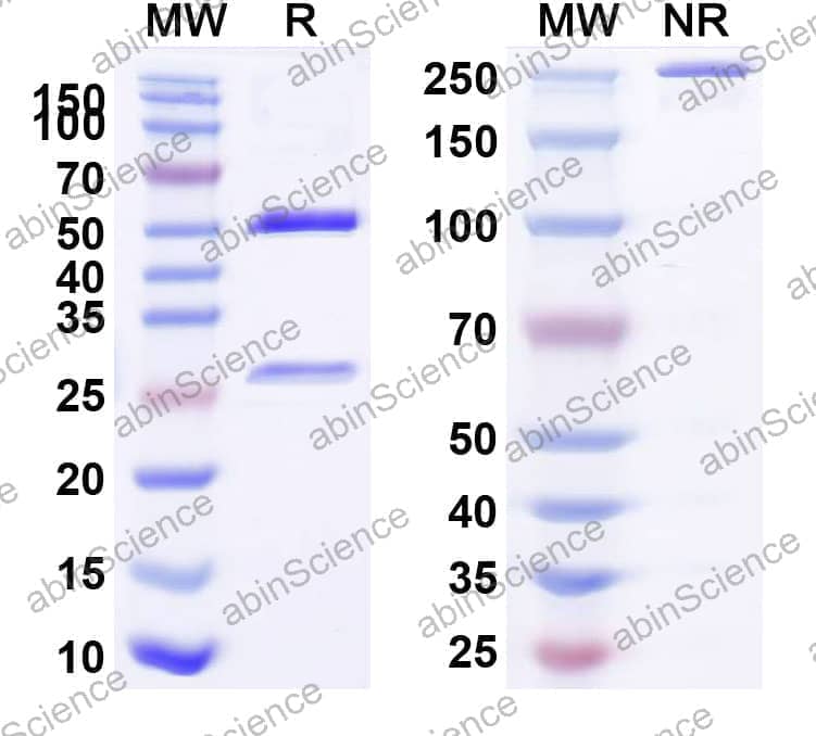 Anti-Human CD366/HAVCR2/TIM-3 Antibody (SAA0101)